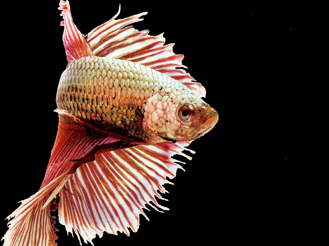 Spring Lake Fishing: What Works Best