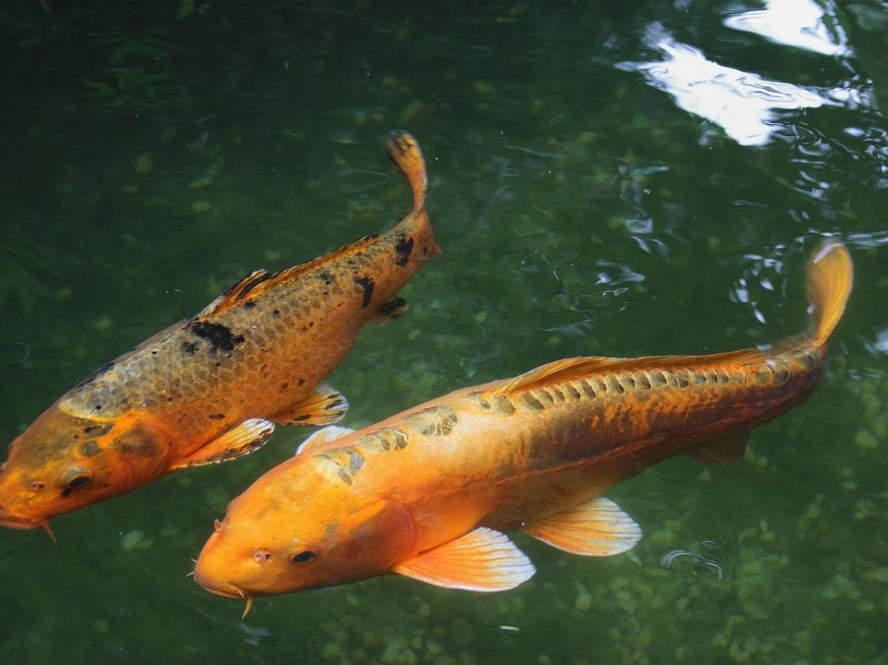 Freshwater Fish Spawning